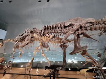 福井県立恐竜博物館に投稿された画像（2025/2/11）