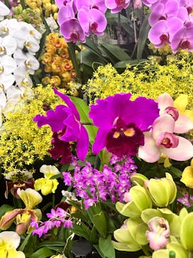 世界らん展2026-花と緑の祭典-に投稿された画像（2025/2/11）