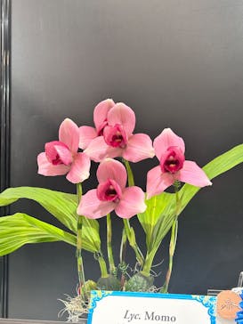 世界らん展2026-花と緑の祭典-に投稿された画像（2025/2/11）