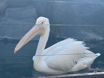 横浜・八景島シーパラダイスに投稿された画像（2025/2/11）