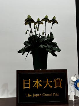 世界らん展2026-花と緑の祭典-に投稿された画像（2025/2/11）