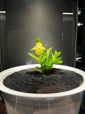 世界らん展2026-花と緑の祭典-に投稿された画像（2025/2/11）