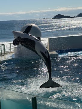 鴨川シーワールドに投稿された画像（2025/2/11）