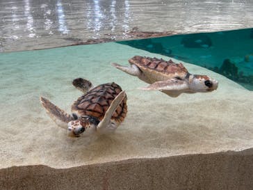 鴨川シーワールドに投稿された画像（2025/2/11）