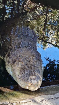 熱川バナナワニ園に投稿された画像（2025/2/11）