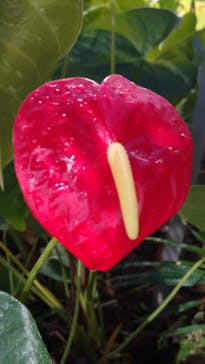 熱川バナナワニ園に投稿された画像（2025/2/11）