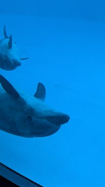 名古屋港水族館に投稿された画像（2025/2/11）