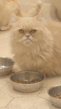猫カフェモカ　イオンモール幕張新都心店に投稿された画像（2025/2/11）