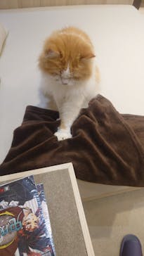 猫カフェモカ　イオンモール幕張新都心店に投稿された画像（2025/2/11）