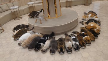 猫カフェモカ　イオンモール幕張新都心店に投稿された画像（2025/2/11）