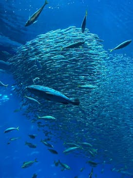 アクアワールド茨城県大洗水族館に投稿された画像（2025/2/12）