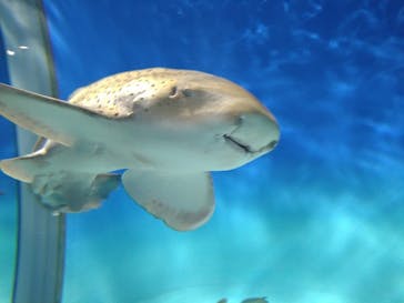 アクアワールド茨城県大洗水族館に投稿された画像（2025/2/12）