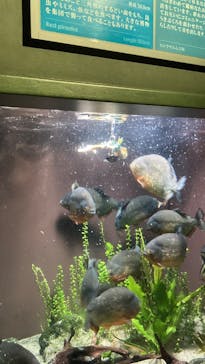 世界淡水魚園水族館　アクア・トトぎふに投稿された画像（2025/2/12）