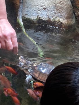 世界淡水魚園水族館　アクア・トトぎふに投稿された画像（2025/2/12）