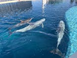 大分マリーンパレス水族館 「うみたまご」に投稿された画像（2025/2/12）