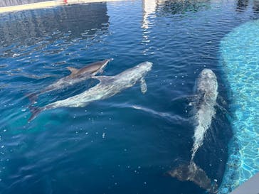 大分マリーンパレス水族館 「うみたまご」に投稿された画像（2025/2/12）