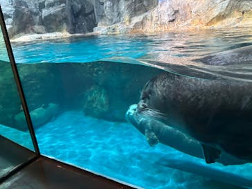 大分マリーンパレス水族館 「うみたまご」に投稿された画像（2025/2/12）