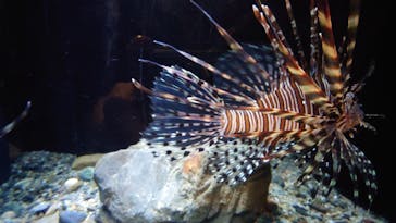 新江ノ島水族館に投稿された画像（2025/2/12）