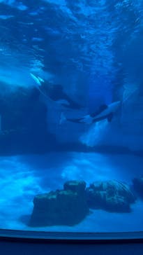 名古屋港水族館に投稿された画像（2025/2/12）
