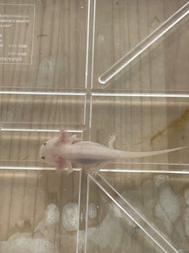 いきもの探検隊上尾に投稿された画像（2025/2/12）