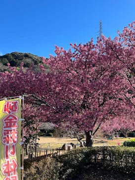 土肥金山に投稿された画像（2025/2/12）