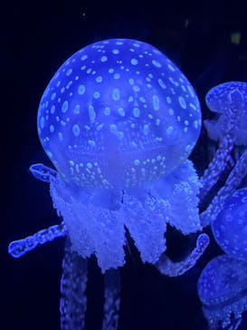 沖縄美ら海水族館に投稿された画像（2025/2/12）