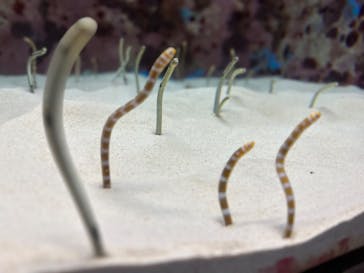 沖縄美ら海水族館に投稿された画像（2025/2/12）