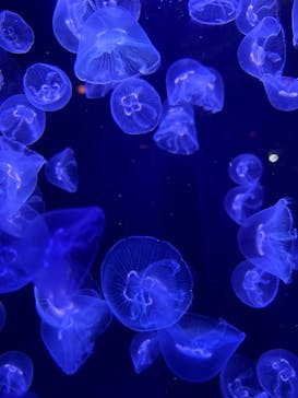 沖縄美ら海水族館に投稿された画像（2025/2/12）