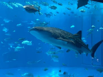 沖縄美ら海水族館に投稿された画像（2025/2/12）