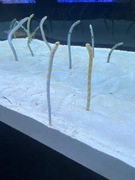 すみだ水族館に投稿された画像（2025/2/12）