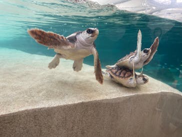 鴨川シーワールドに投稿された画像（2025/2/12）