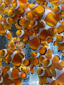 鴨川シーワールドに投稿された画像（2025/2/12）