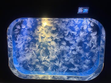 鴨川シーワールドに投稿された画像（2025/2/12）