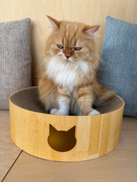 Cat Café MOFF グランベリーパーク店に投稿された画像（2025/2/12）