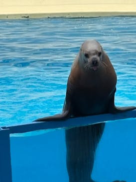 伊豆・三津シーパラダイスに投稿された画像（2025/2/12）