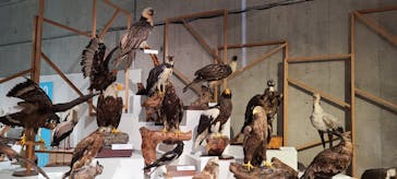 特別展「鳥 ～ゲノム解析が解き明かす新しい鳥類の系統～」国立科学博物館に投稿された画像（2025/2/12）