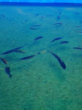 動き出す浮世絵展 TOKYOに投稿された画像（2025/2/12）