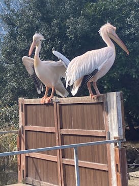 神戸どうぶつ王国に投稿された画像（2025/2/12）