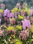 世界らん展2025-花と緑の祭典-に投稿された画像（2025/2/12）