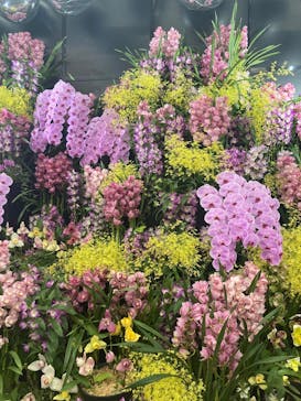 世界らん展2026-花と緑の祭典-に投稿された画像（2025/2/12）