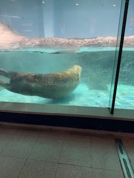 伊豆・三津シーパラダイスに投稿された画像（2025/2/12）