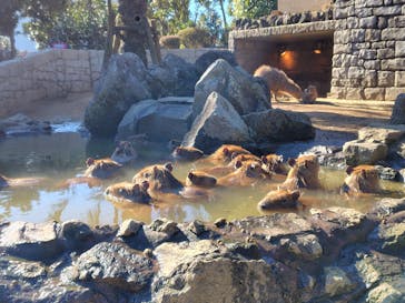 伊豆シャボテン動物公園に投稿された画像（2025/2/12）
