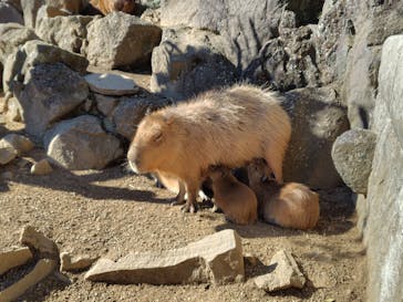 伊豆シャボテン動物公園に投稿された画像（2025/2/12）