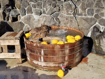 伊豆シャボテン動物公園に投稿された画像（2025/2/12）