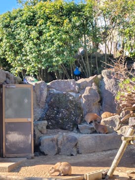 伊豆シャボテン動物公園に投稿された画像（2025/2/12）