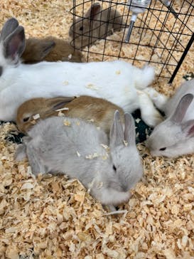 いきもの探検隊上尾に投稿された画像（2025/2/12）