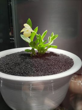 世界らん展2026-花と緑の祭典-に投稿された画像（2025/2/12）