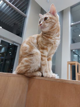 Cat Café MOFF イオンモールナゴヤドーム前店に投稿された画像（2025/2/12）