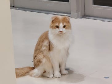 Cat Café MOFF イオンモールナゴヤドーム前店に投稿された画像（2025/2/12）