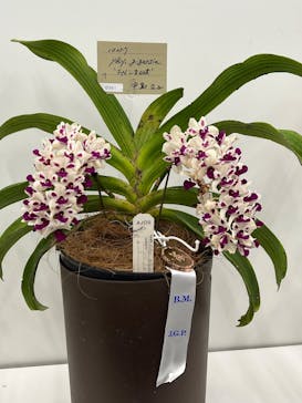 世界らん展2026-花と緑の祭典-に投稿された画像（2025/2/12）